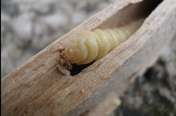 Möglichkeiten, wie Sie Holzwürmer vernichten können